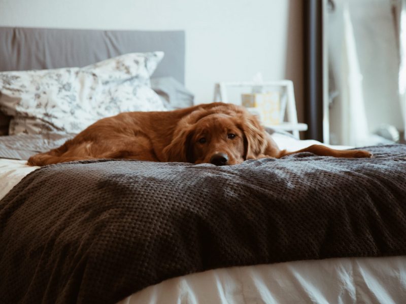 best-pet-friendly-hotels-bend-oregon