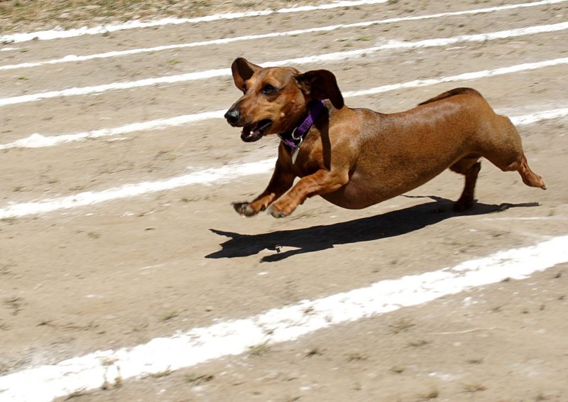 Best Dog Parks in Bend, Oregon Let Fido Run in These OffLeash Dog Parks