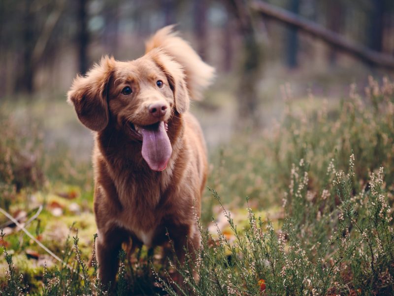 dog-friendly-bend-off-leash-dog-park