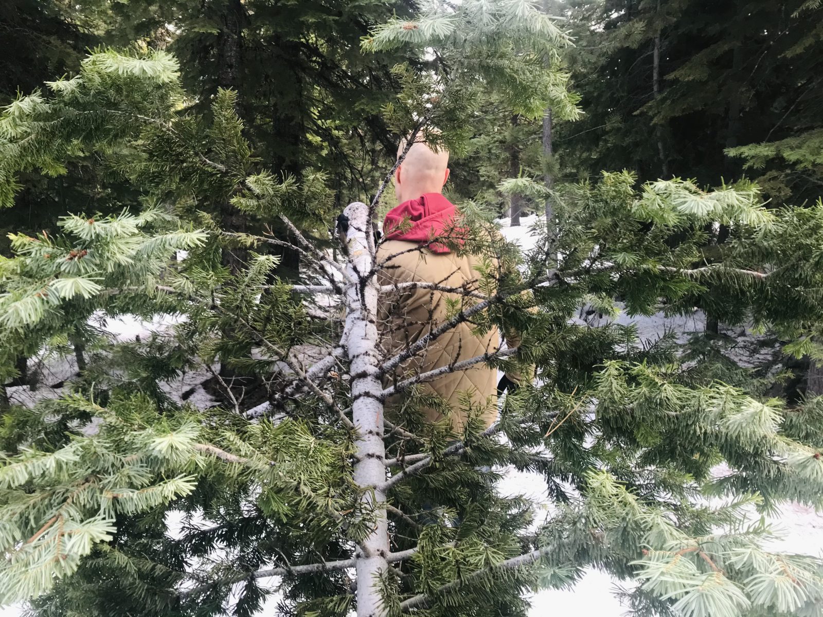 Where To Get Your Christmas Tree In Bend Oregon